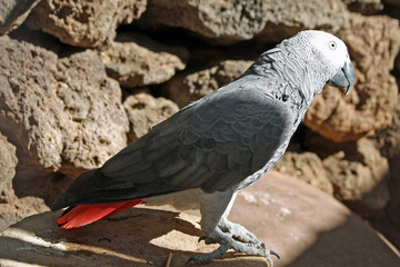 Graupapagei