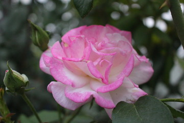 Spring flowers, plants. Women's holiday. Beautiful stylish red flower.