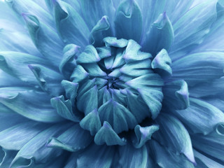 Floral  blue  background.  Dahlia  flower.  Close-up.  Nature.