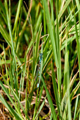オスの鮮やかな水色の昆虫,モノサシトンボの仲間