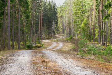 Small winding road passing through a fir and pine forest