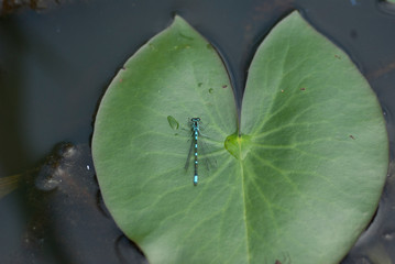 オスの鮮やかな水色の昆虫,モノサシトンボの仲間
