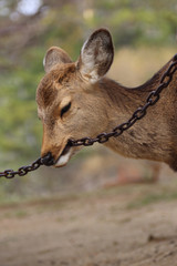 I Want to Break Free ! Young fallow Deer