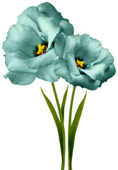 flowers light turquoise  eustomas on the black isolated background with clipping path. Flowers on a...