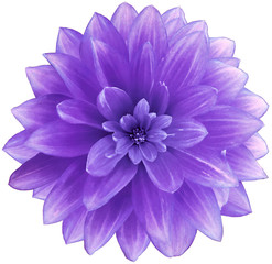 flower purple Dahlia  on a white  background.  Isolated  with clipping path. Closeup. with no shadows.  Nature.