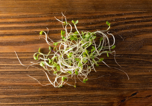 Red Clover Sprouts, Micro Green Healthy Eating Concept