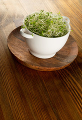 Red Clover Sprouts, Micro Green Healthy Eating Concept