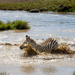 Fototapeta na wymiar Zebra splashes in a water hole in the Masai Mara