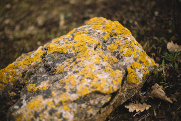 Yellow moss on a stone