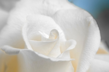 Single white rose, close up, selective focus, macro.