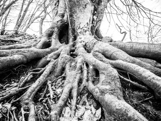 black and white photo of intertwined beech roots