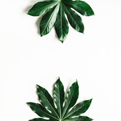 Summer composition. Tropical leaves on white background. Summer concept. Flat lay, top view, copy space