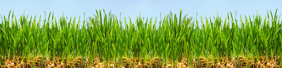 panorama of fresh green lawn, grass texture, germinated wheat seeds, close-up