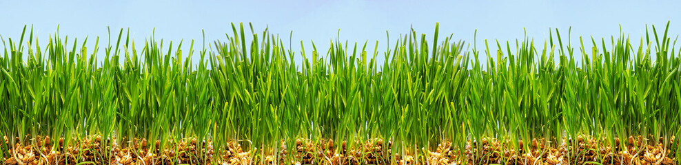 Fototapeta na wymiar panorama of fresh green lawn, grass texture, germinated wheat seeds, close-up