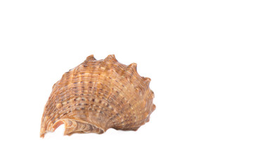 Seashell isolated over white background. Copy space.