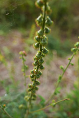 Agrimonia eupatoria