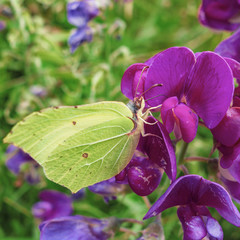 Papillon Citron, flore et faune du Bugey