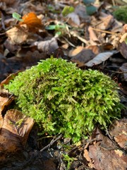 moss on stone