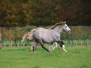 Herd of Ponies