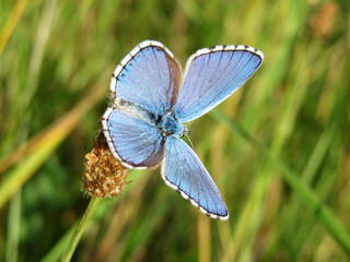 Common blue butterfly on a grass close-up. Polyommatus icarus on spring meadow, beauty of nature