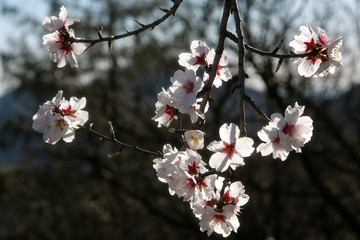 Spring blossom background. Beautiful nature scene with blooming tree and sun flare. Sunny day. Spring flowers. Beautiful Orchard. Abstract blurred background. Springtime