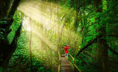 Beautiful  steam green forest nature. with sun ray through branches of trees