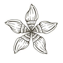 Seashells.  Hand drawn illustrations of engraved line. Perfect for greetings, invitations, manufacture wrapping paper, textile, web design.