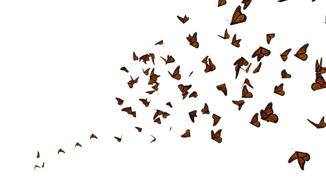 swarm of monarch butterflies, Danaus plexippus group isolated on white background 