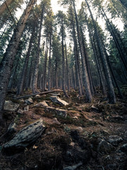The Dense Dark Magic Forest On The Mountain,Tall Conifers Stretch Toward The Sky, Huge Stones Covered With Moss And Felled Trunks Lie On The Ground