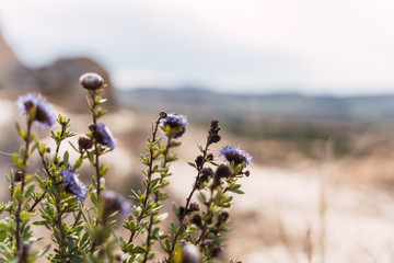 selective focus shot of wildflowers with a blurred background
