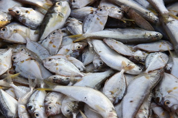 abundant fish patterns from the work of fishermen. sea ​​fish collected in a basket to be sold to collectors