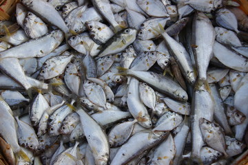 abundant fish patterns from the work of fishermen. sea ​​fish collected in a basket to be sold to collectors