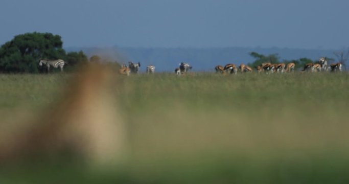 Focus on a herd then on a guepard