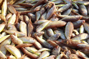 abundant fish patterns from the work of fishermen. sea ​​fish collected in a basket to be sold to collectors