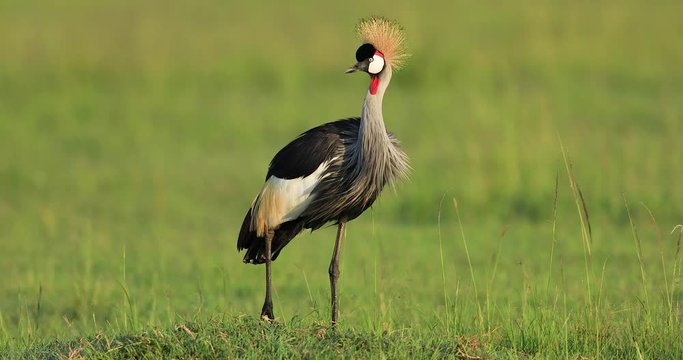 Black crowned crane is in the savannah