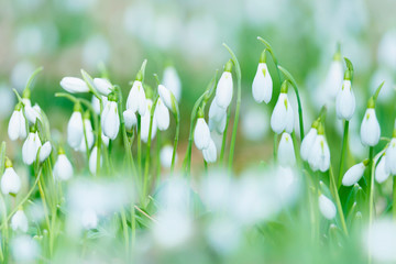 White snowdrops shot at long focal length. Blurred foreground
