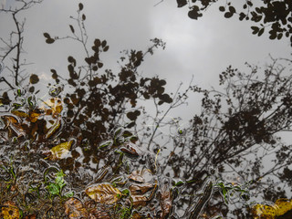 Riflessi di foglie in una pozza d'acqua in Autunno