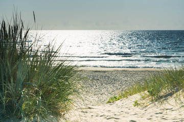 Grass on sandy beach dunes at sea coast in sunny noon