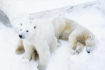 Obraz na płótnie Canvas Funny polar bear. Polar bear sitting in a funny pose. white bear