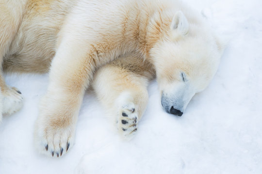 Funny polar bear. The polar bear is asleep. Sleeping white bear