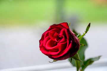 Rote Rose
