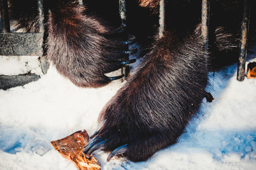 Paws bear through the bars