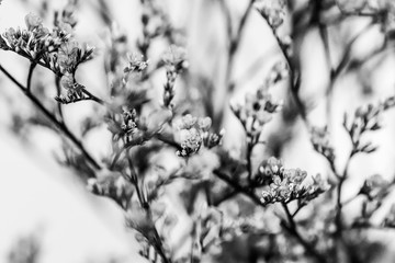Elegant macro closeup of Limonium flower also known as sea-lavender, statice, caspia or marsh-rosemary.