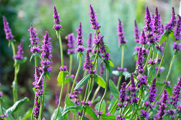 Blossoming sage on a summer meadow