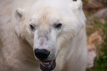 Eisbär