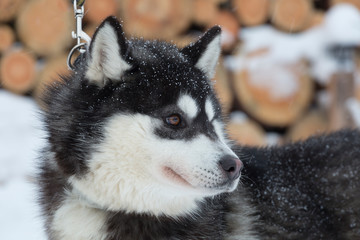 Portrait of a husky with brown eyes