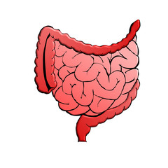 illustration of small and large intestine. 3D.  Human internal organ, digestive tract. Vector illustration isolated on white background. 