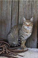 Hauskatze