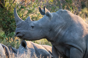 Closeup of a rhino in Kruger park