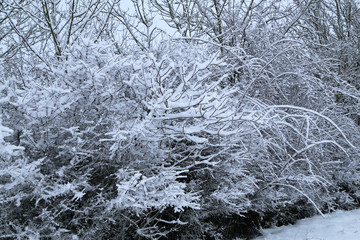 Winter landscape with trees covered in white snow